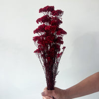 PRESERVED RICE FLOWER | DEEP RED