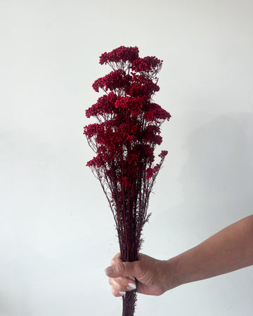 PRESERVED RICE FLOWER | DEEP RED