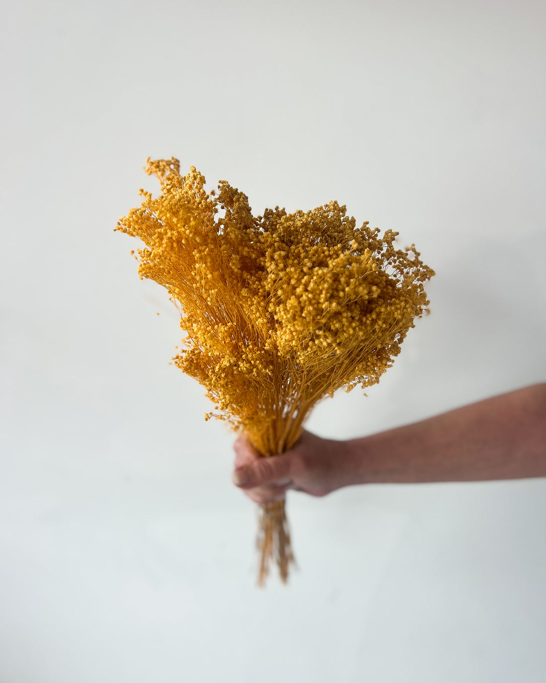 PRESERVED BABY'S BREATH | SOFT YELLOW