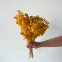 PRESERVED BABY'S BREATH | MUSTARD YELLOW