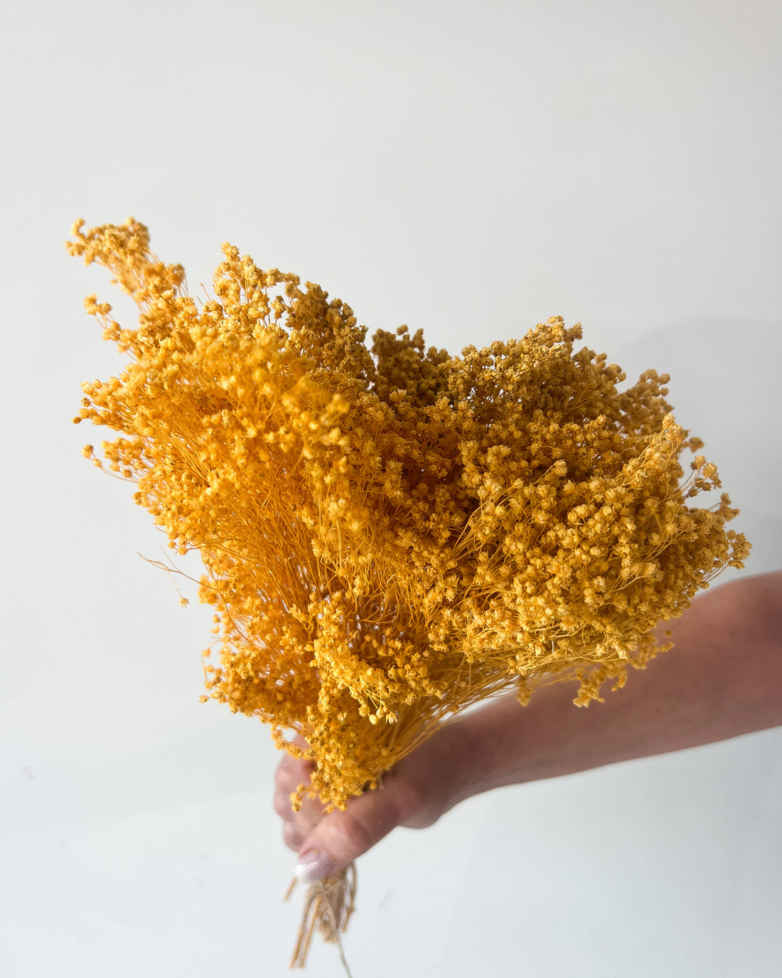 PRESERVED BABY'S BREATH | MUSTARD YELLOW