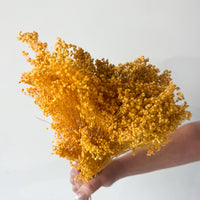 PRESERVED BABY'S BREATH | MUSTARD YELLOW