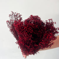 PRESERVED BABY'S BREATH | DEEP MARONE