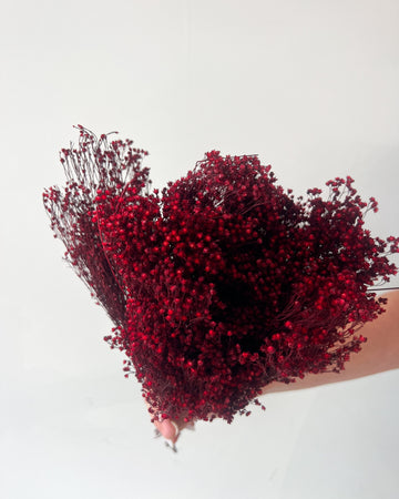 PRESERVED BABY'S BREATH | DEEP MARONE