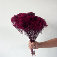 PRESERVED BABY'S BREATH | DEEP FUSCIA