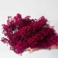 PRESERVED BABY'S BREATH | DEEP FUSCIA