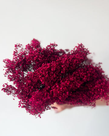 PRESERVED BABY'S BREATH | DEEP FUSCIA