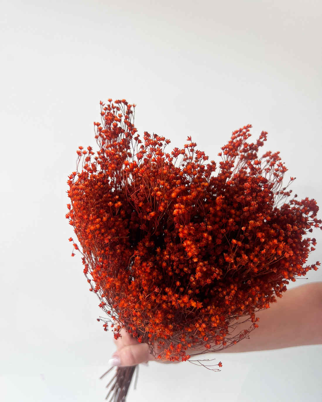 PRESERVED BABY'S BREATH | BURNT ORANGE