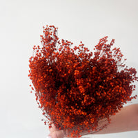 PRESERVED BABY'S BREATH | BURNT ORANGE