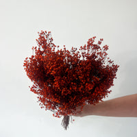 PRESERVED BABY'S BREATH | BURNT ORANGE