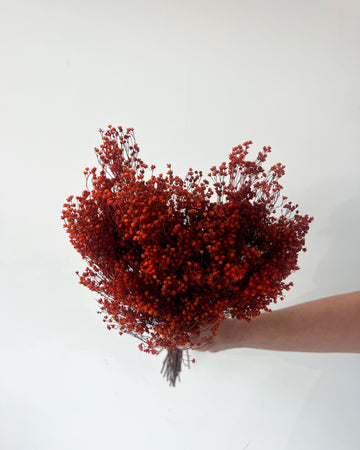 PRESERVED BABY'S BREATH | BURNT ORANGE