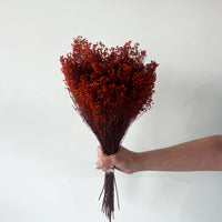 PRESERVED BABY'S BREATH | BURNT ORANGE