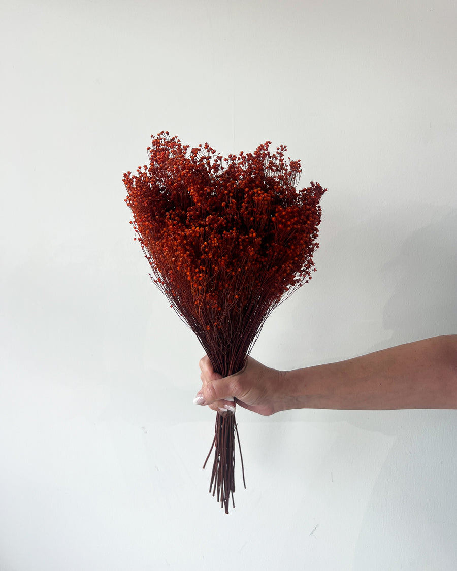 PRESERVED BABY'S BREATH | BURNT ORANGE