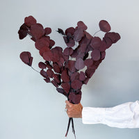 PRESERVED POLYGUM FOLIAGE | BURGUNDY