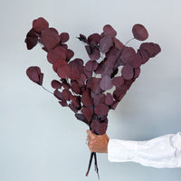 PRESERVED POLYGUM FOLIAGE | BURGUNDY