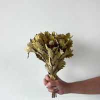 DRIED BANKSIA GREEN I NATURAL