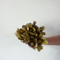 DRIED BANKSIA GREEN I NATURAL