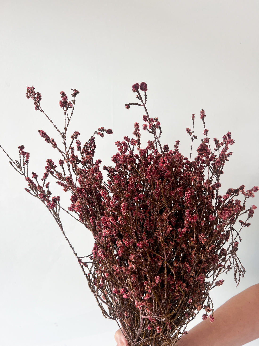 DRIED FOLIAGE | BURNT RED