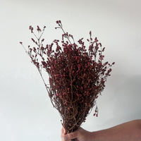 DRIED FOLIAGE | BURNT RED