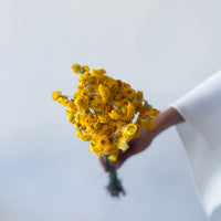 DRIED DAISIES | YELLOW