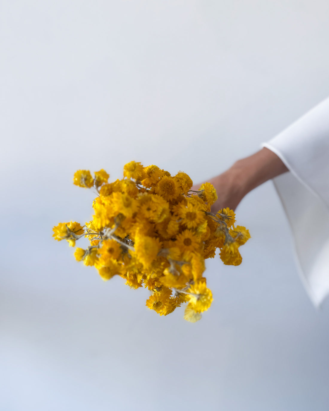 DRIED DAISIES | YELLOW