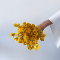 DRIED DAISIES | YELLOW