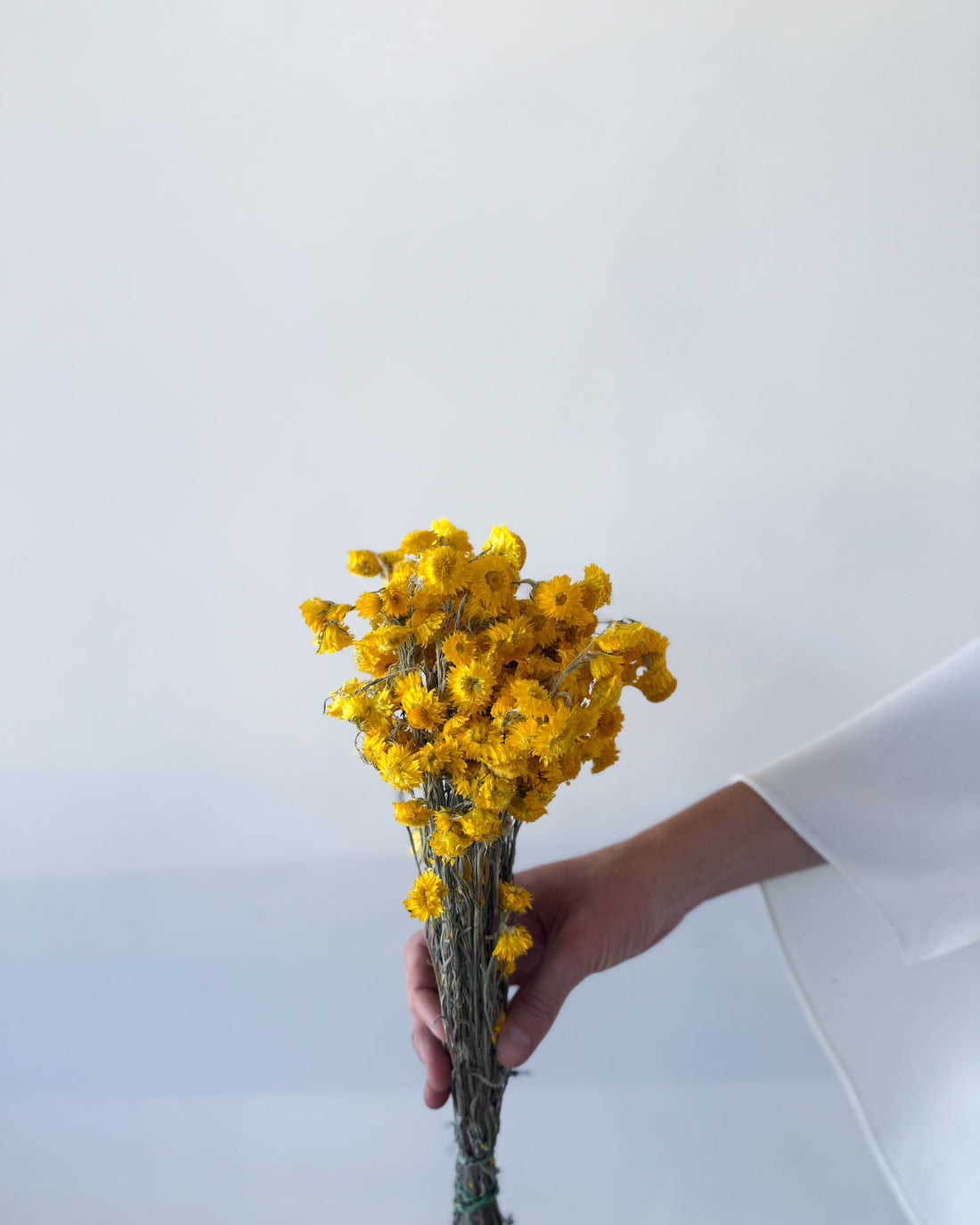 DRIED DAISIES | YELLOW