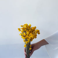 DRIED DAISIES | YELLOW