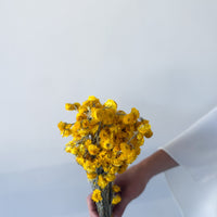 DRIED DAISIES | YELLOW