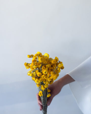 DRIED DAISIES | YELLOW