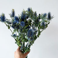 - DRIED SEAHOLLY -