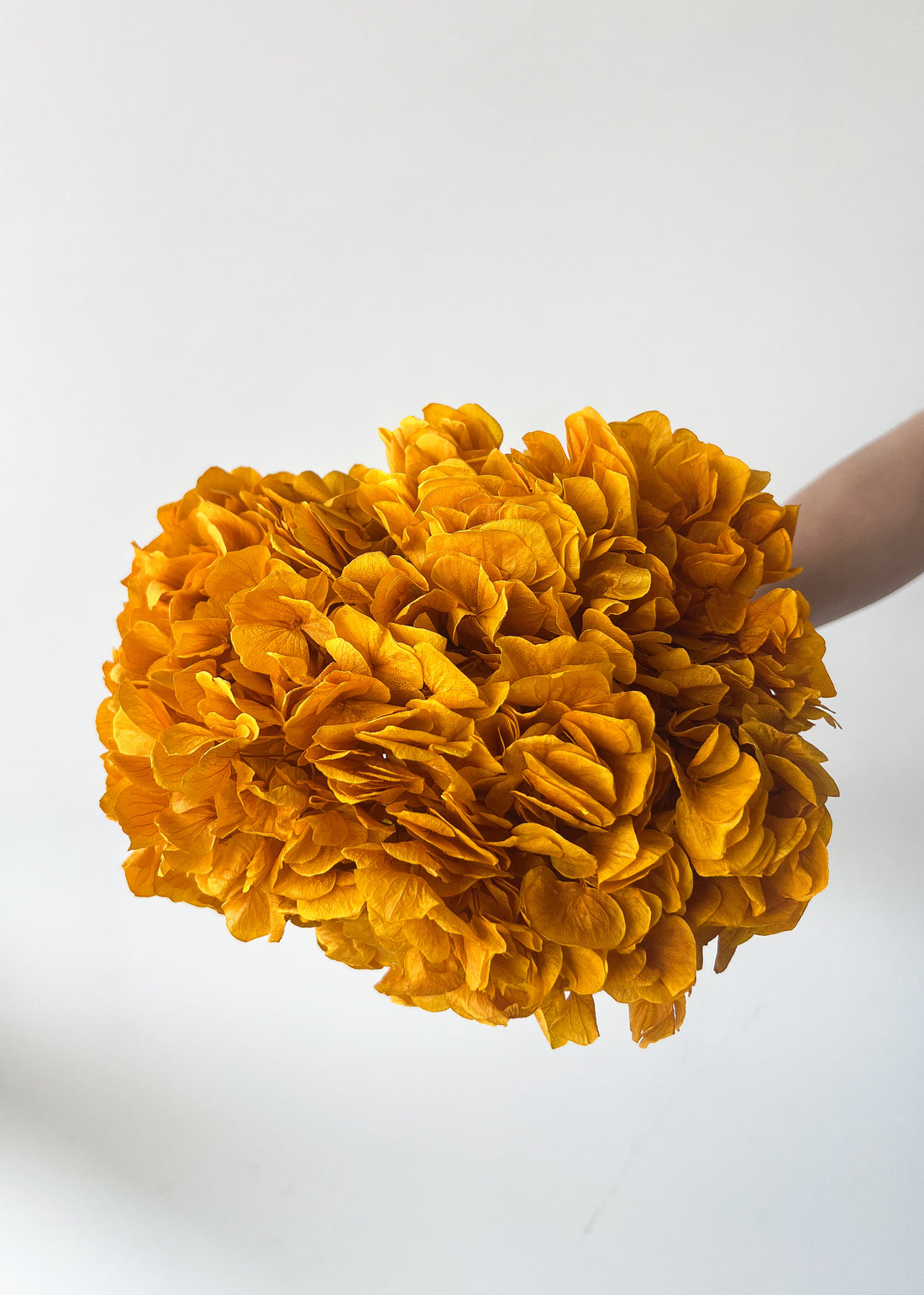 PRESERVED HYDRANGEA STEM | MUSTARD YELLOW | LARGE-LEAF