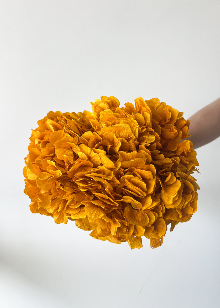 PRESERVED HYDRANGEA STEM | MUSTARD YELLOW | LARGE-LEAF