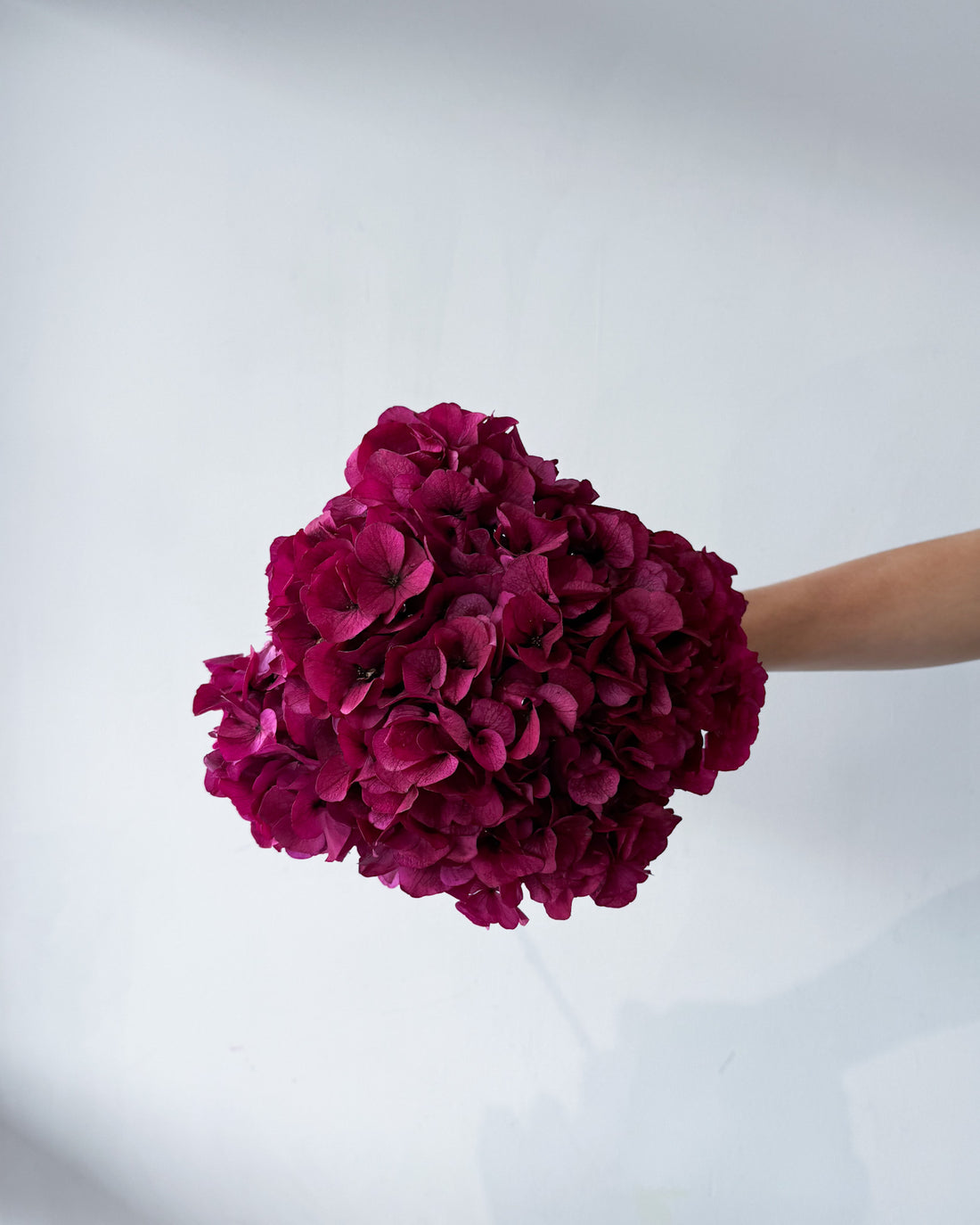 PRESERVED HYDRANGEA STEM I RASPBERRY I LARGE-LEAF