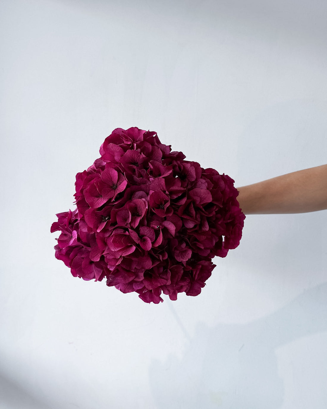 PRESERVED HYDRANGEA STEM I RASPBERRY I LARGE-LEAF