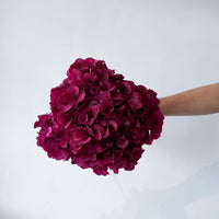PRESERVED HYDRANGEA STEM I RASPBERRY I LARGE-LEAF