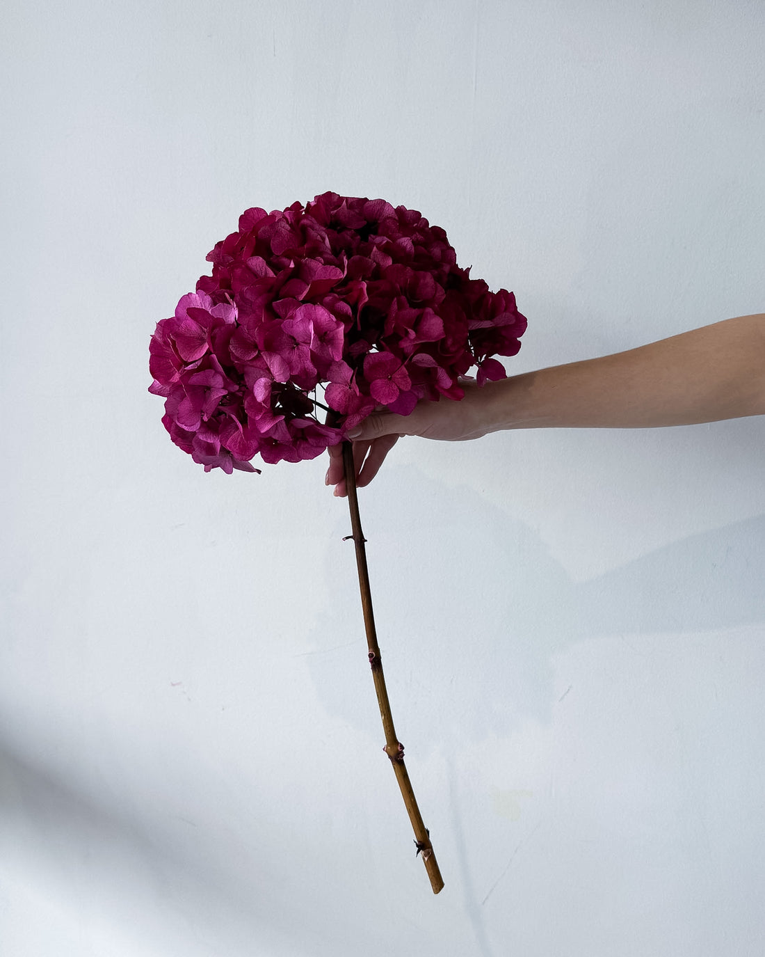 PRESERVED HYDRANGEA STEM I RASPBERRY I LARGE-LEAF