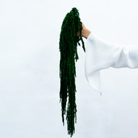 PRESERVED AMARANTHUS | EMERALD GREEN