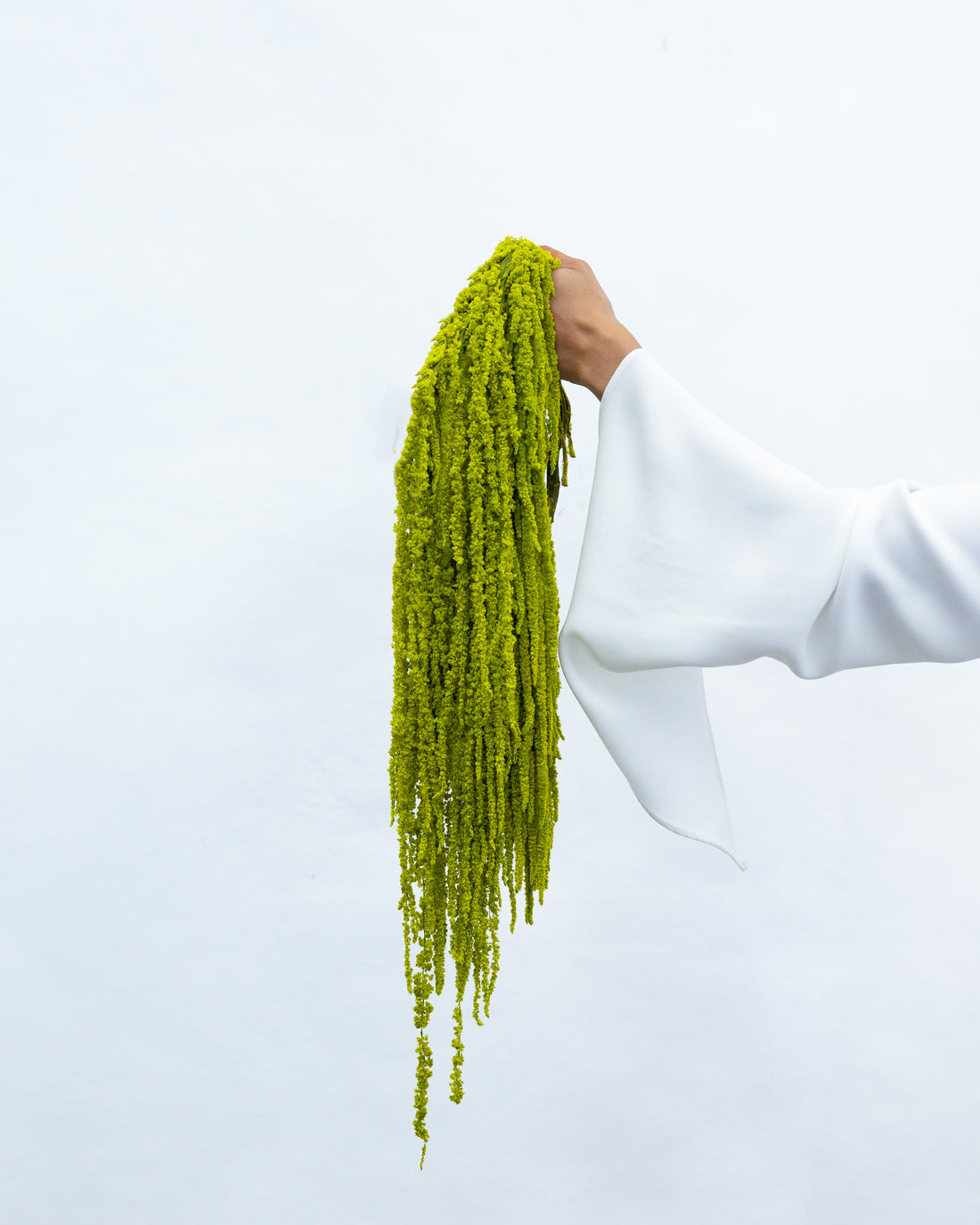 PRESERVED AMARANTHUS | LIGHT LIME GREEN