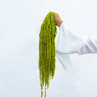 PRESERVED AMARANTHUS | LIGHT LIME GREEN