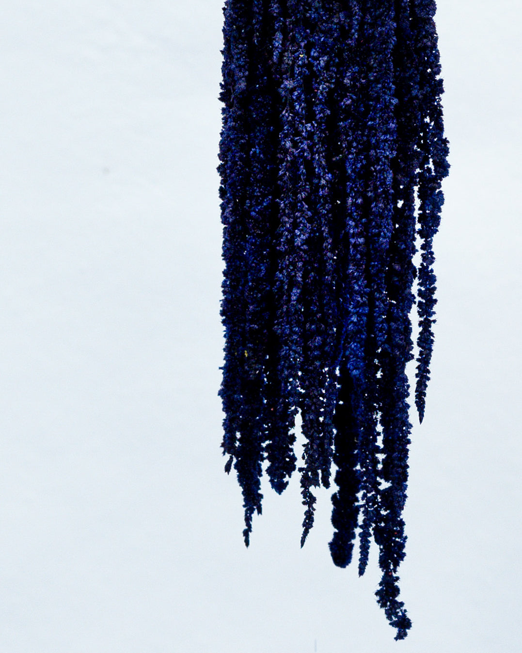 PRESERVED AMARANTHUS | NAVY