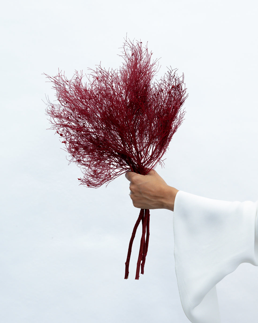 PRESERVED DREAM GRASS | BURGUNDY