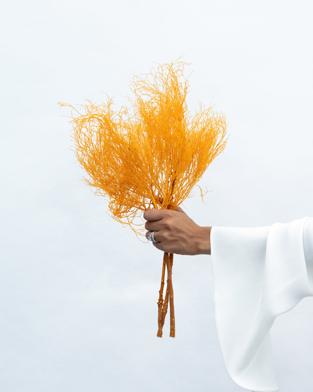PRESERVED DREAM GRASS | APRICOT