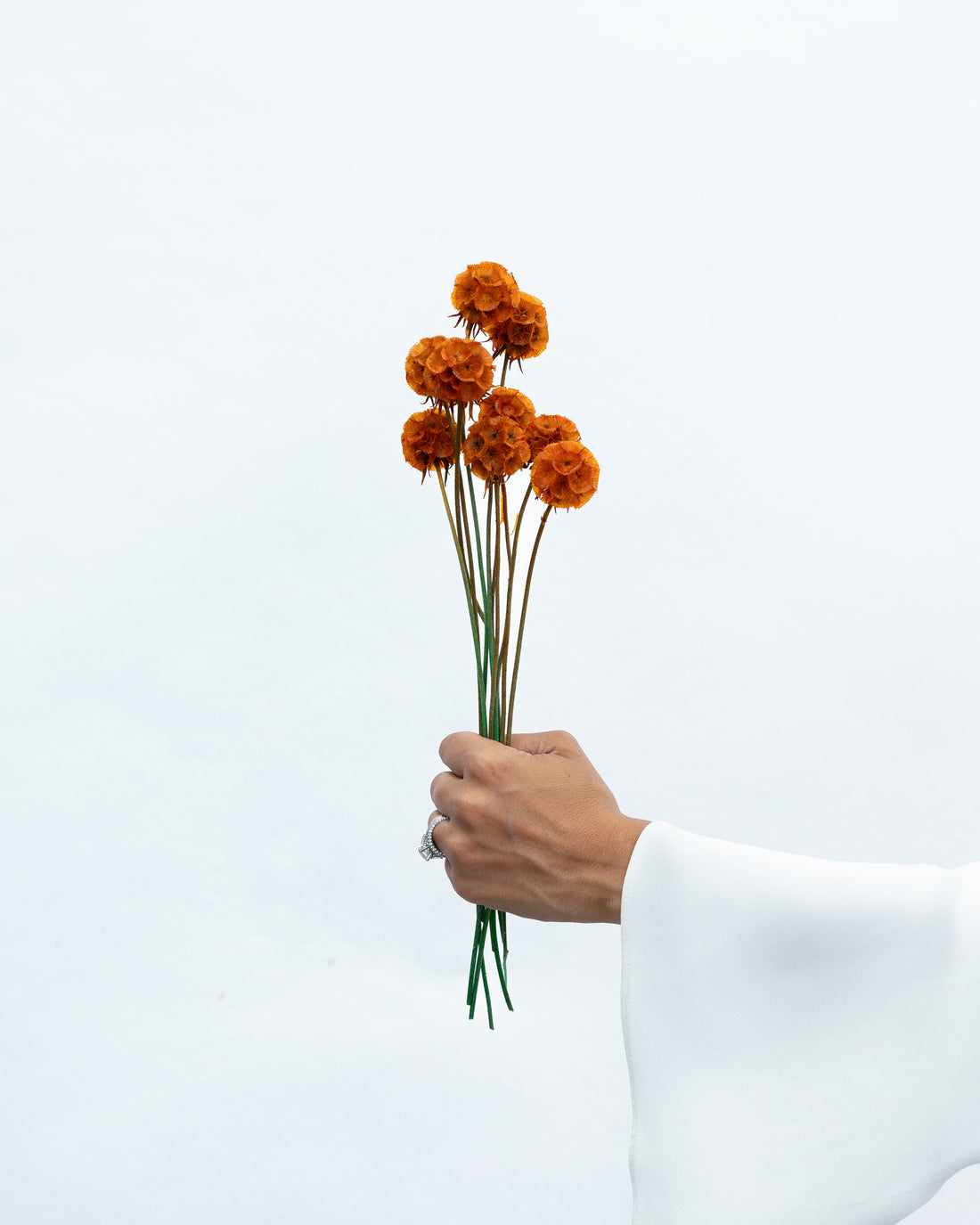 PRESERVED SCABIOSA | BURNT ORANGE