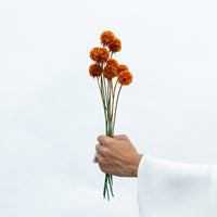 PRESERVED SCABIOSA | BURNT ORANGE