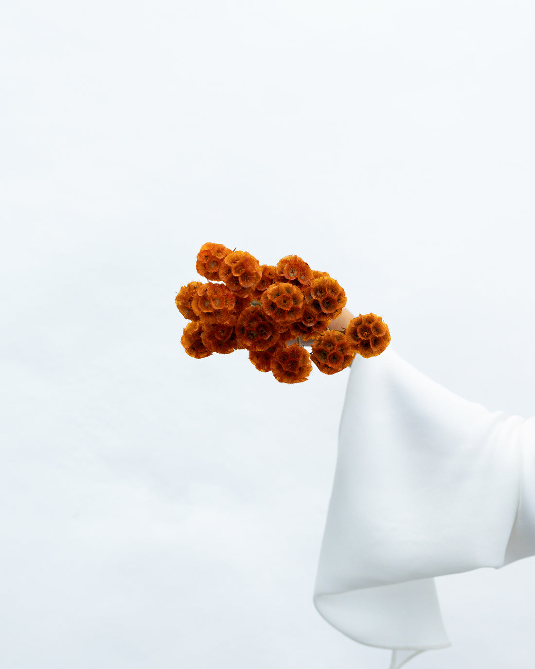 PRESERVED SCABIOSA | BURNT ORANGE