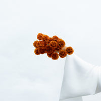 PRESERVED SCABIOSA | BURNT ORANGE