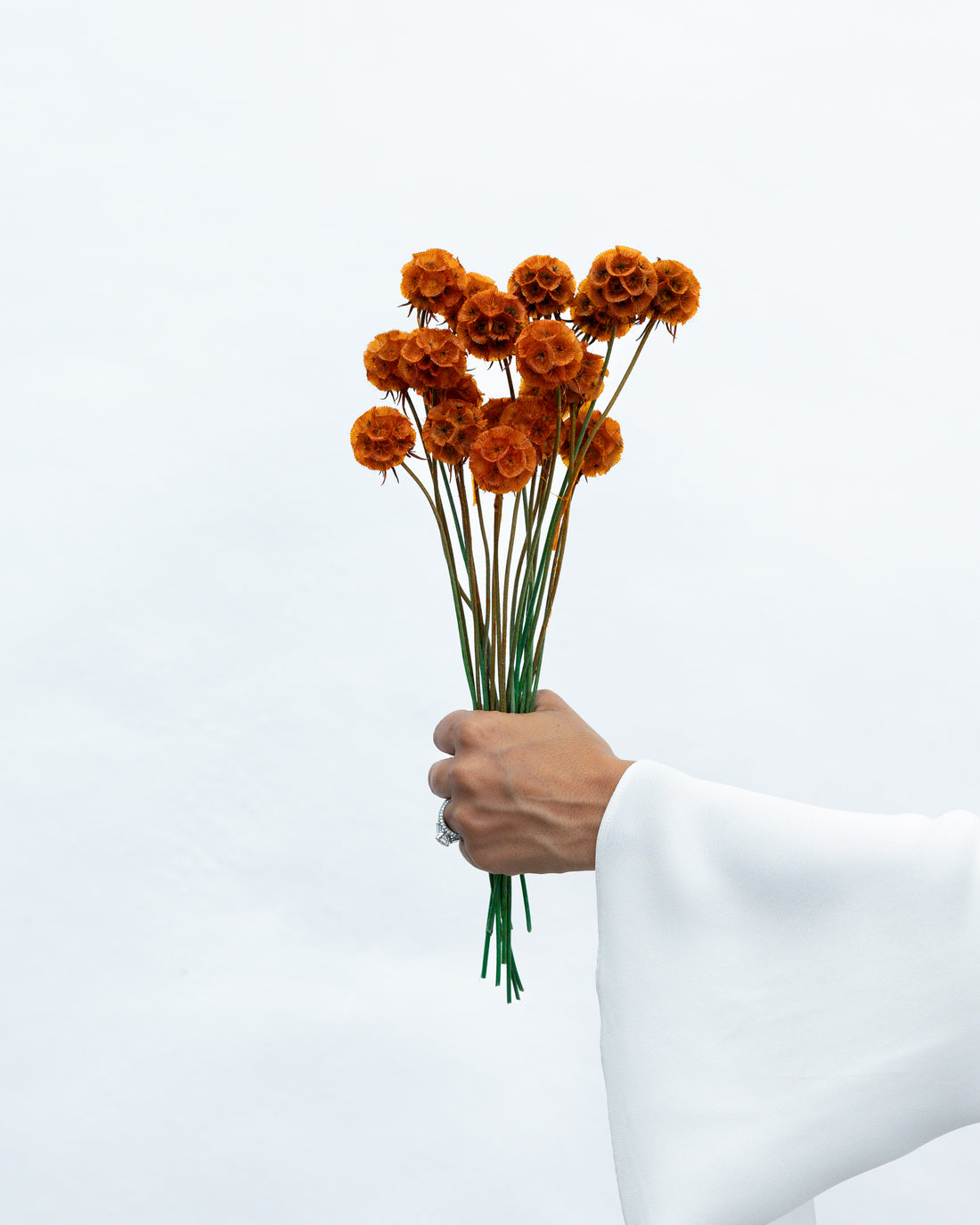 PRESERVED SCABIOSA | BURNT ORANGE
