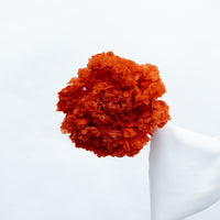 PRESERVED HYDRANGEA STEM I ROSE-RED I LARGE-LEAF