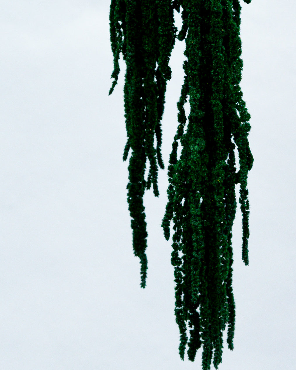 PRESERVED AMARANTHUS | EMERALD GREEN